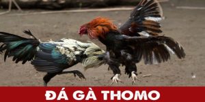 Nguồn gốc của đá gà Thomo